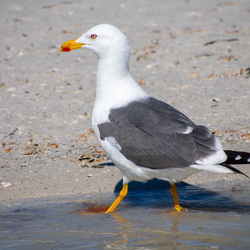 Animals